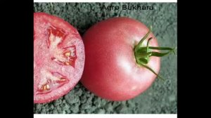 Пинк Парадайс F1. Помидор розовый. Pink Paradays F1. Pamidor. Роза. Pushti pamidor.