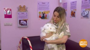 Зверокафе. Котики, кролики, свинки. Доброе утро. Фрагмент выпуска от 02.09.2021