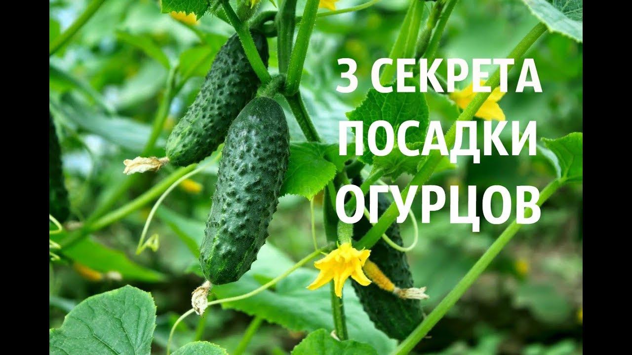 ТРИ ВАЖНЫХ УСЛОВИЯ ПОСАДКИ ОГУРЦОВ РАССАДОЙ В ОТКРЫТЫЙ ГРУНТ