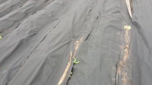 Клубника поливаем молоком