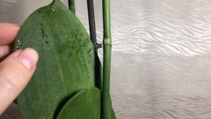 Липкие капли на орхидеях! ЧТО делать?