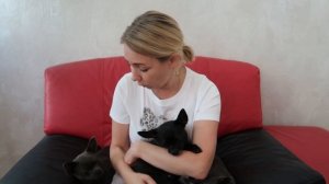 В ДОМЕ ПОЯВИЛСЯ ЩЕНОК | Всё о чихуахуа