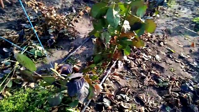 ежевика сорт блек джем, состояние после зимовки без укрытия, юг ростовской области. смотреть онлайн