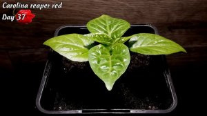 Каролина Рипер красная. Дни 31-45. Рост перца.