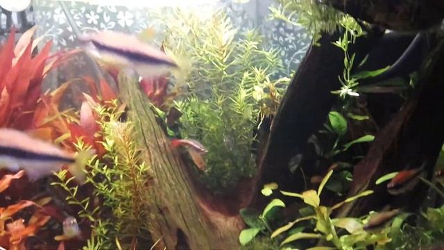 Людвигия растёт как на дрожжах))) смотреть онлайн