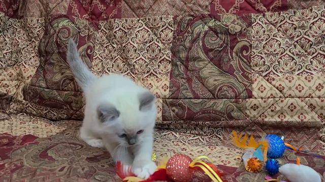 Blue Point Mitted Male ragdoll Kitten by Dixieragdolls.com смотреть онлайн