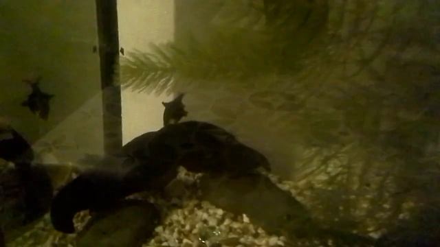 Рыба выпрыгнула из аквариума смотреть онлайн