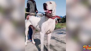 Bully Kutta vs Cane Corso | Cane Corso vs Indian Mastiff | Best Guard Dog | Billa Boyka |