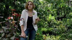 Размножение розы. Как правильно заготовить черенки для размножения?