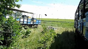 Замена маток Сохраняем старых маток