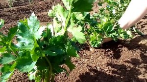 Сельдерей корневой. Оголяем корнеплод.