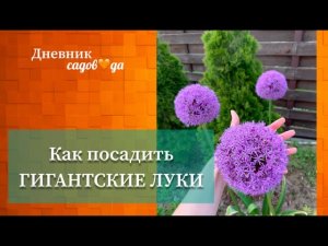 Огромные шары цветов Украшение сада  Декоративные луки Дневник садовода