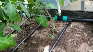 Капельный полив на даче
