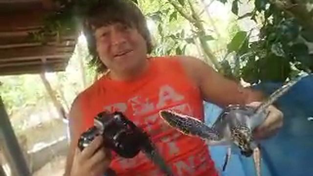 Черепаха танцует "Семь сорок" смотреть онлайн