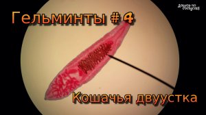 Гельминты #4. Кошачья двуустка. Описторхоз. Доктор по соседству.