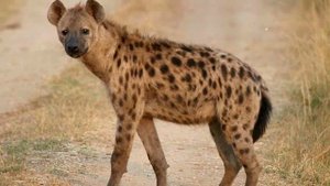 ГИЕНА   ИНТЕРЕСНЫЕ ФАКТЫ О ХИЩНИКАХ АФРИКИ