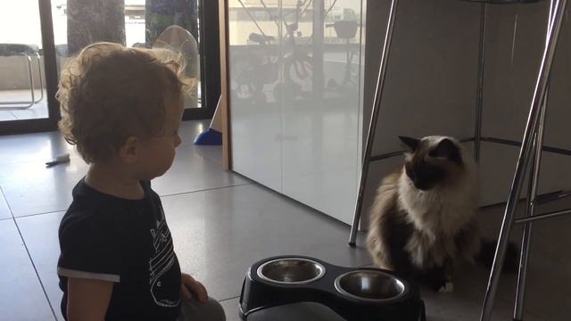 Ребёнок и кошка! смотреть онлайн