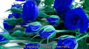Как покрасить розу