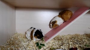 СТЕЛЛАЖ ДЛЯ МОРСКИХ СВИНОК #2