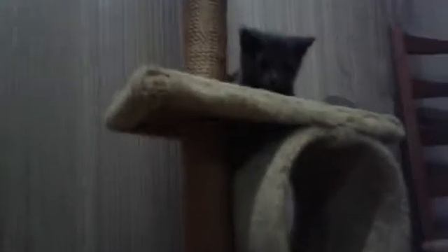 Как ухаживать за котенком 2 часть смотреть онлайн