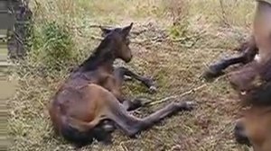 Новорожденный жеребёнок