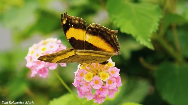 Лучшая музыка поможет уменьшить усталость, вызванную стрессом?успокоит нервную систему?Сентябрь смотреть онлайн