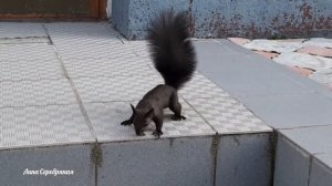 ТАНЕЦ  БЕЛКИ !