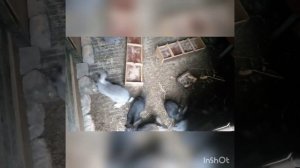 Ловля щеглов.Начало сезона.