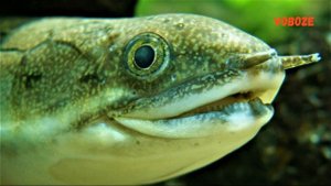 Аквариумные рыбки. Полиптерус Сенегальский. Содержание, разведение, совместимость.