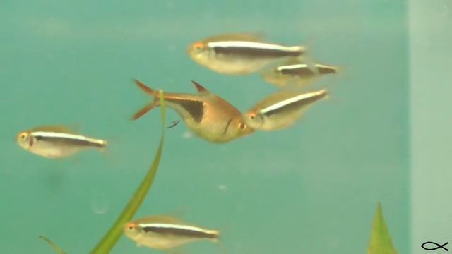 Клинопятнистая расбора - Trigonostigma heteromorpha