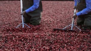 How Ocean Spray Harvests 220 Billion Cranberries A Year