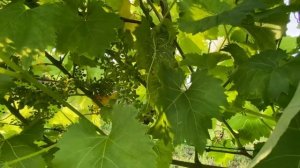 Арка для винограда и не только.