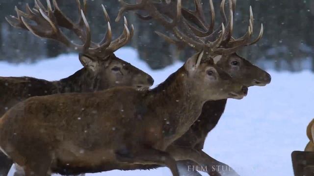 Благородные олени зимой. Красота бегущего зверя. | Film Studio Aves смотреть онлайн