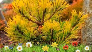 Сосна горная Винтерголд ? Обзор: посадка и уход. крупномеры, саженцы сосны: описание и особенности