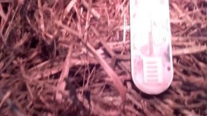 Как переносят холода порOcятa