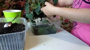 Что я делаю не так ??? Декоративно - лиственная бегония, пытаюсь спасти