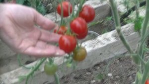 Томат Моравское Чудо