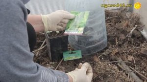 Как укрывать растения от заморозка? Эксперименты, разные способы укрытия!