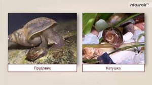 Природное сообщество – озеро | Окружающий мир 3 класс #37 | Инфоурок