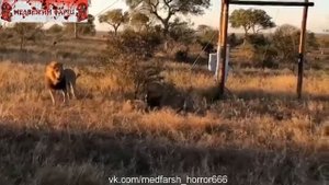 Гиена пыталась украсть еду у льва