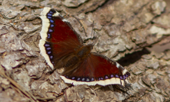 Траурница-редкая и красивая весенняя бабочка/Mourning cloak (Camberwell beauty) is aspring butterfly