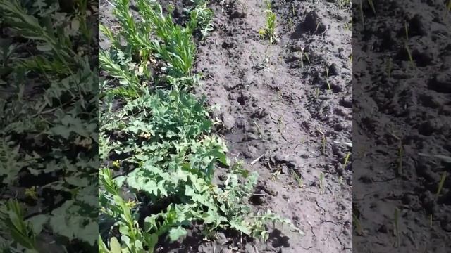 Действие пришанса на сорные растения. смотреть онлайн