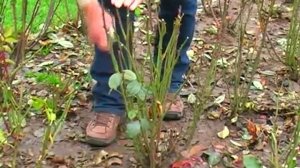 Gartenrosen Pflegetipp 1 - Herbstschnitt