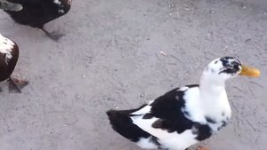 Уткогуси 1