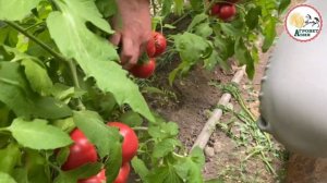 Сильнорослый томат с мощной корневой системой - ЭСМЕРАЛЬДА F1 - АГРОВЕТАЗИЯ