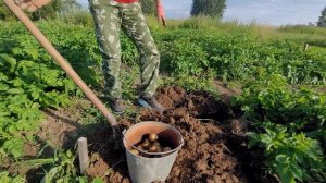 Копаем картошку КОЛОМБО. Урожай на 15 июля 2023. Готовим в тандыре молодую картошку с курицей.