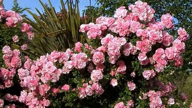 ГОЛОС ПЕЛ смотреть онлайн