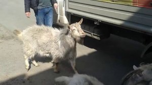 Козлы вонючие