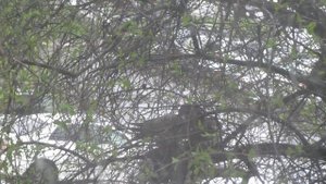 как горлицы высиживают птенцов новорожденные птенцы голубя