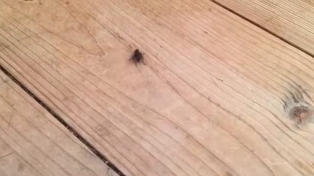 Муха сломалась смотреть онлайн